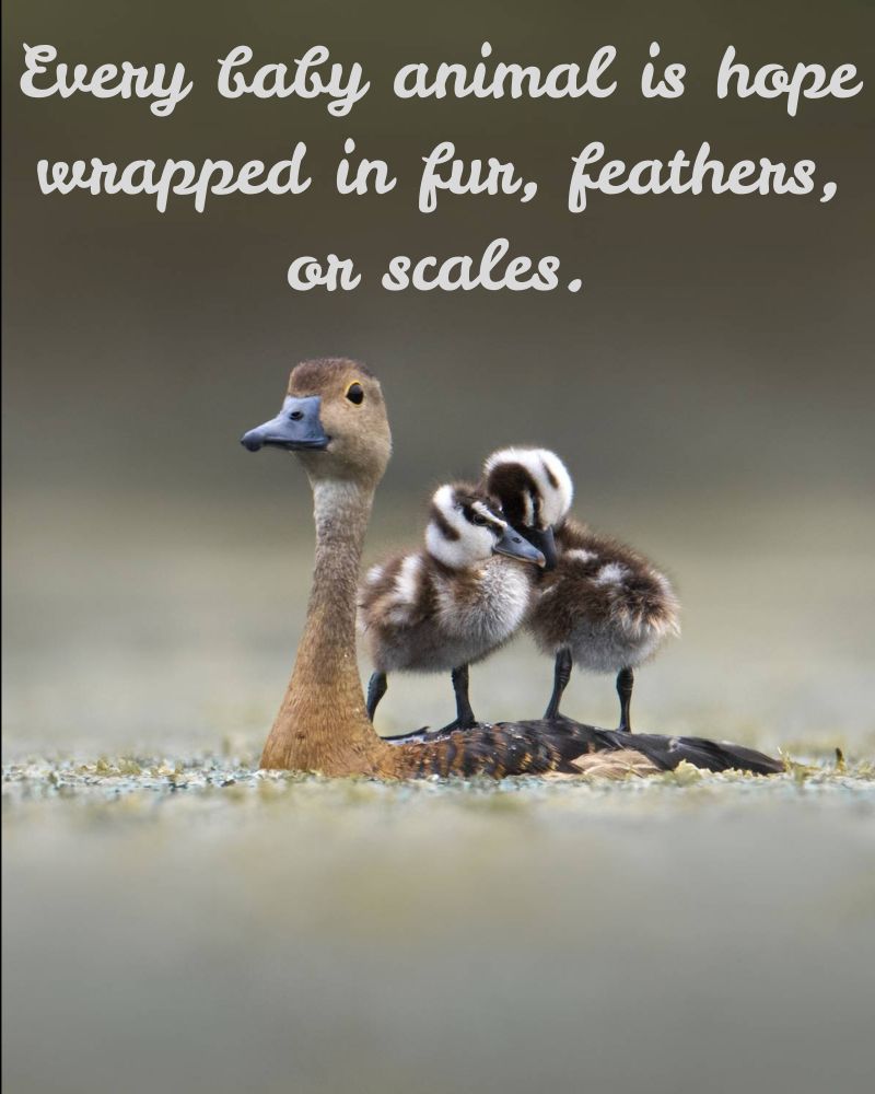 baby-animal-love-quotes