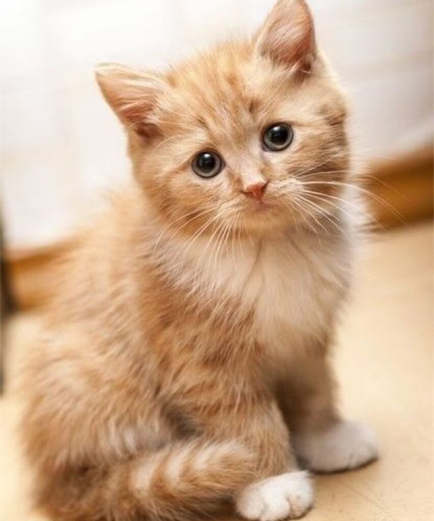 adorable-kitten-pickup-lines