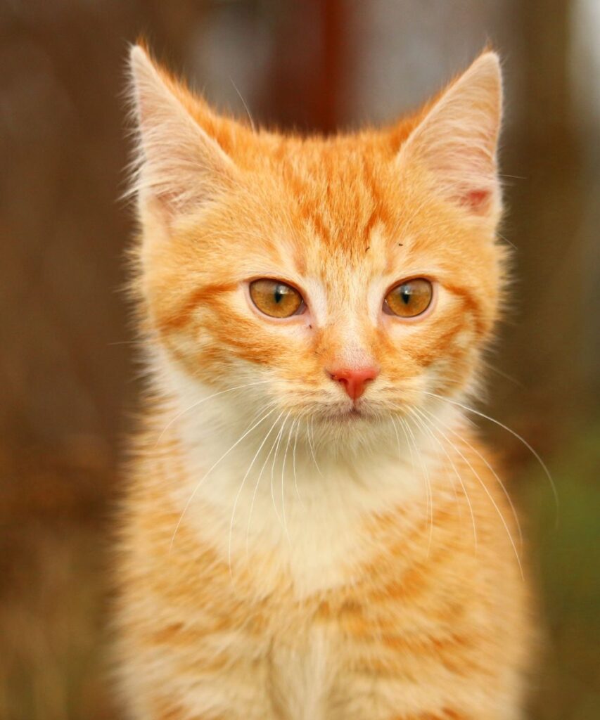 cat-lovers-on-dating-apps