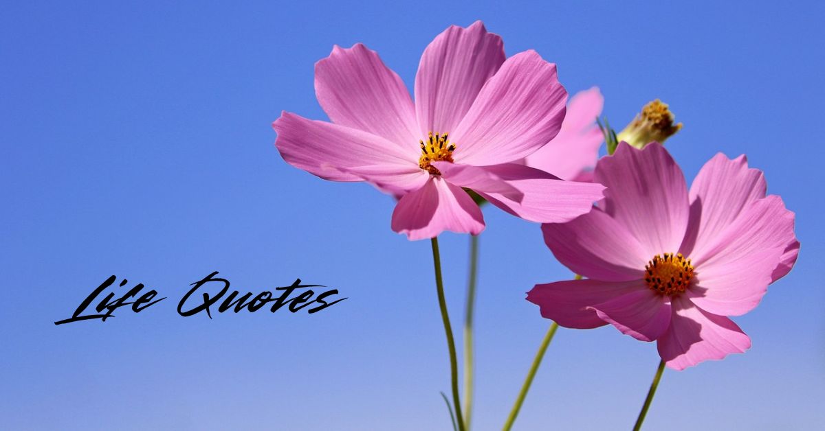 life-quotes