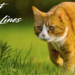 cat-rizz-lines