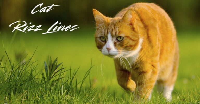 cat-rizz-lines